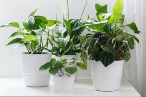 Tropical house plants