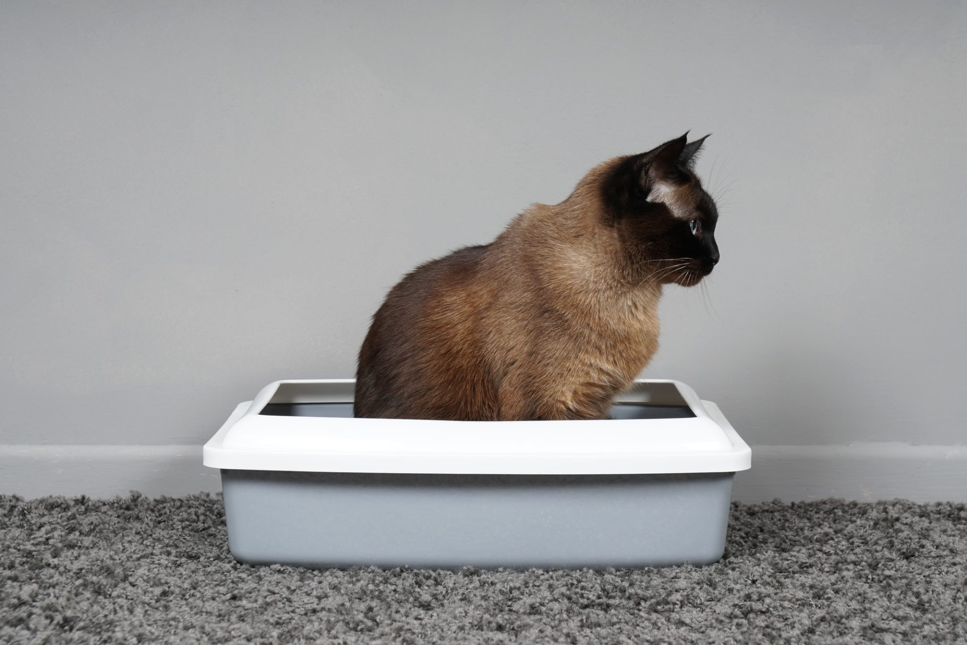 house-trained cat using kitty litter box