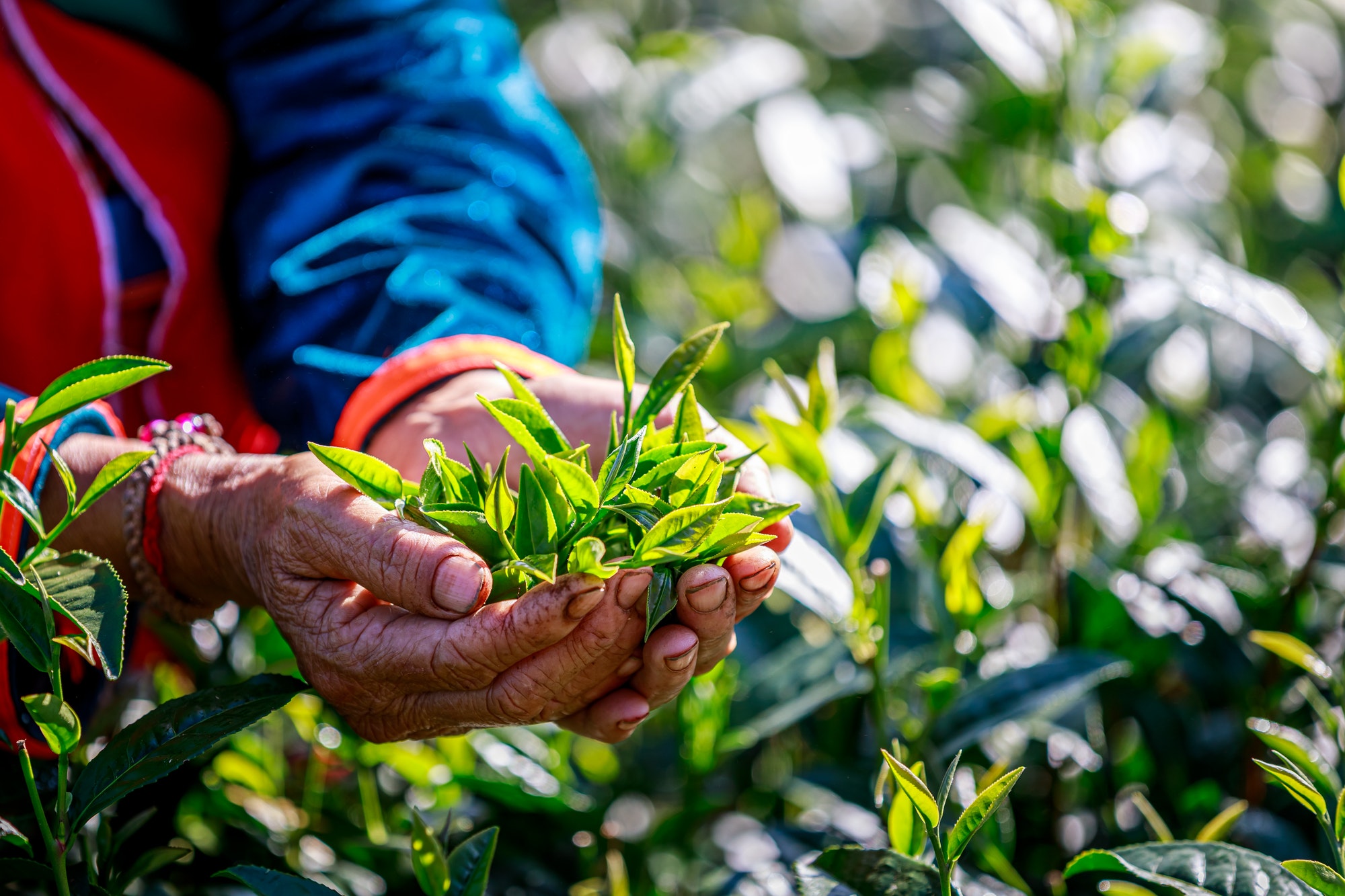 green tea leaves in holding hand farmers and