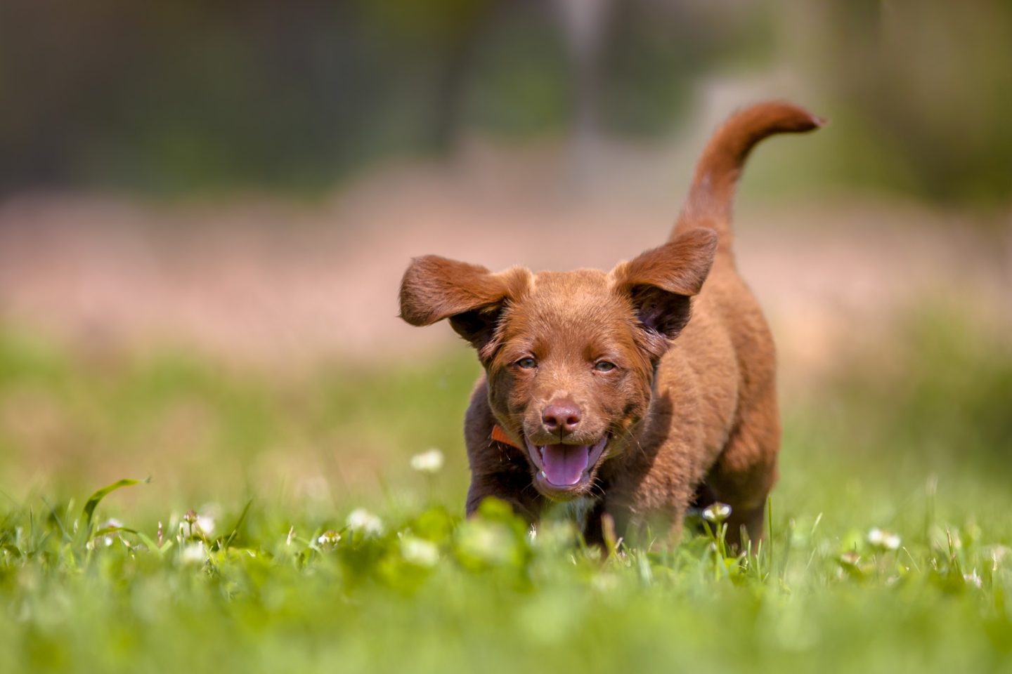 Little puppy running in the garden