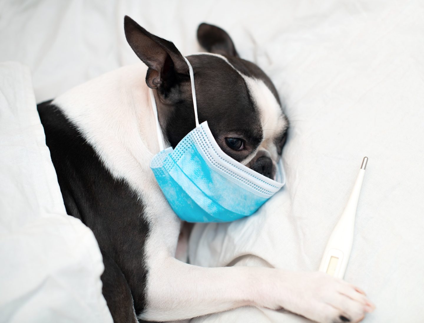 The Boston Terrier dog is ill and sleeps in a bed with a high temperature, wearing a medical mask.