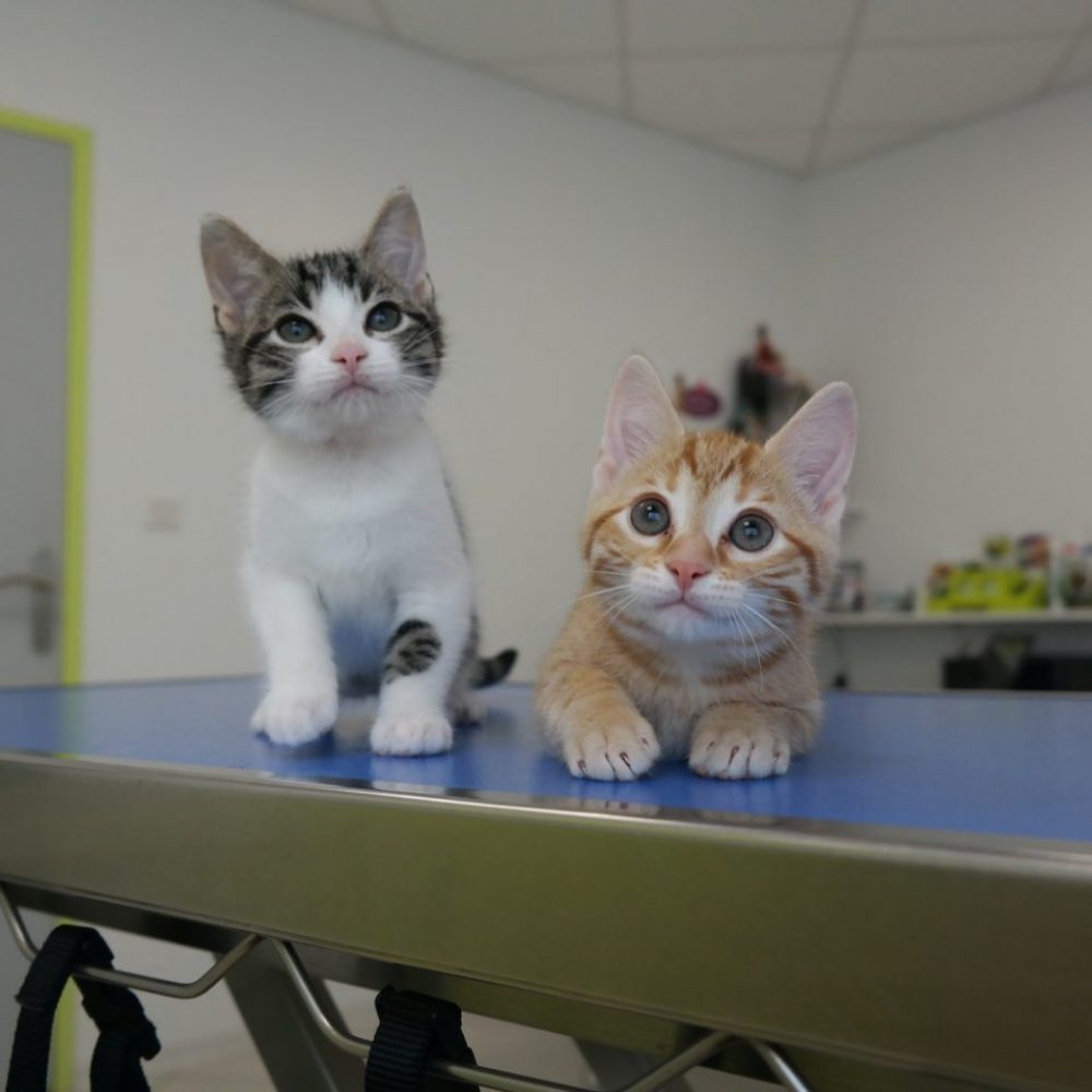 2 abandoned kitten at the veterinary clinic