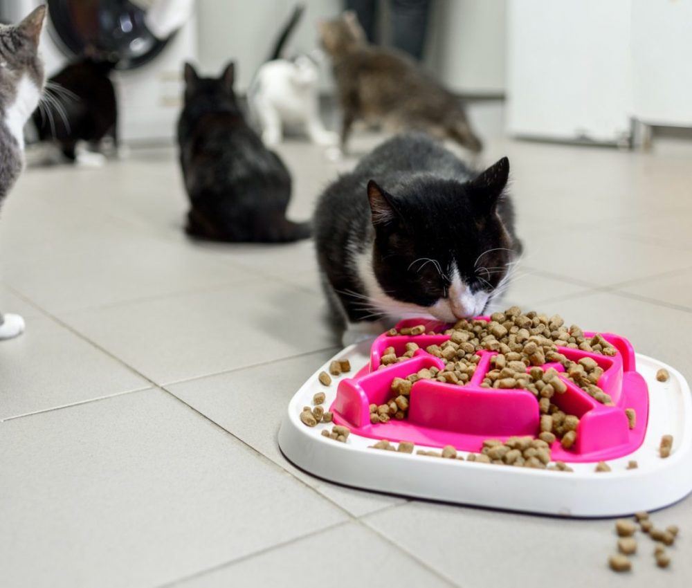 Cat eating dry food in animal shelter