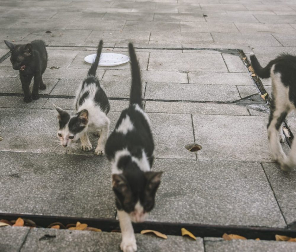 Group of cute street cats and kittens
