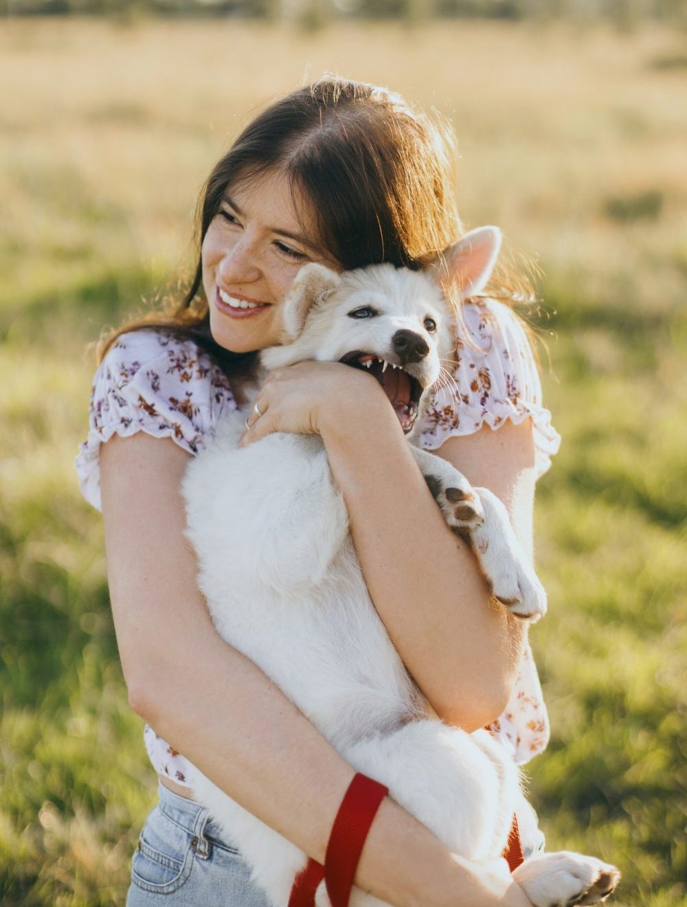 Stylish young woman hugging cute white puppy in warm sunset light in summer meadow