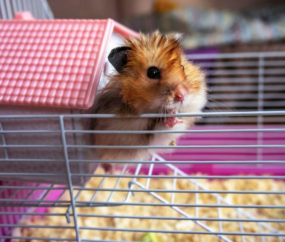 Syrian ginger hamster, red cute hamster, Hamster pink house and cage