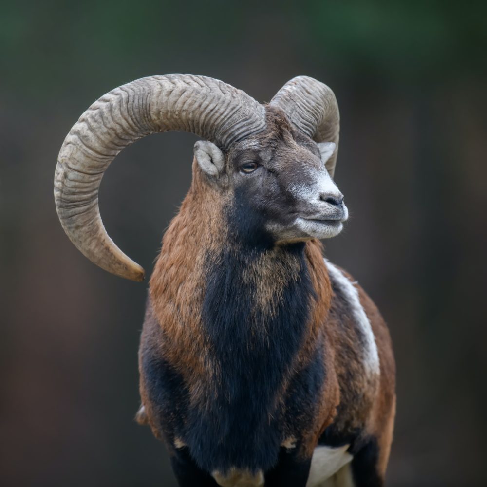 Big mouflon animal. Ovis gmelini, forest horned animal in nature habitat