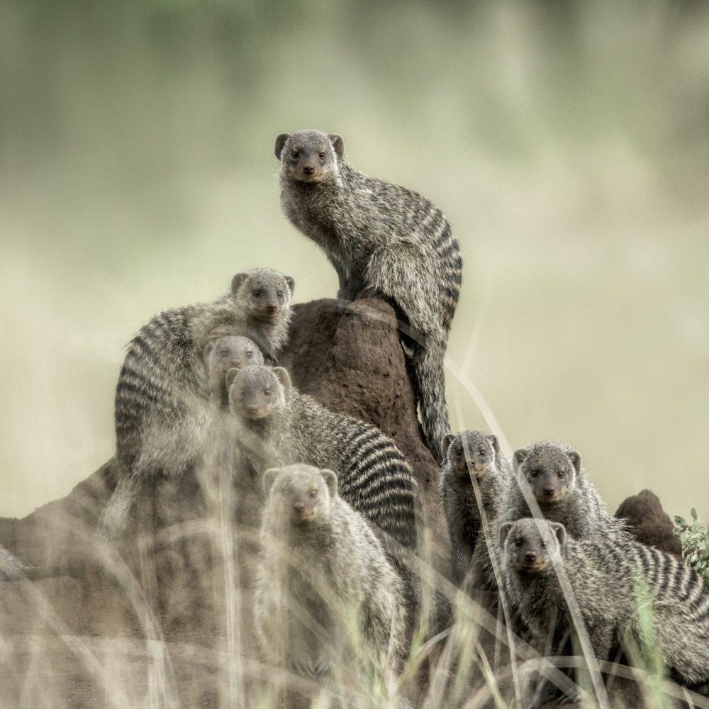 Group of mangooses looking at the camera, in Serengeti National Park