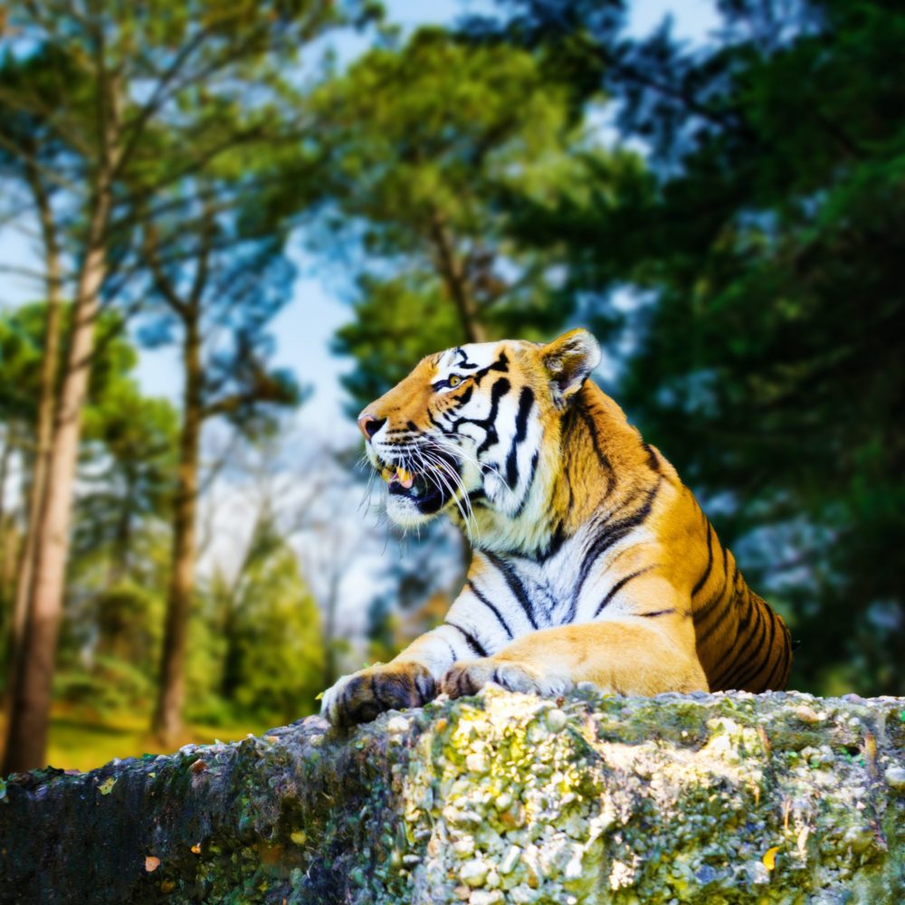 Portrait of a Tiger in the wild habitat