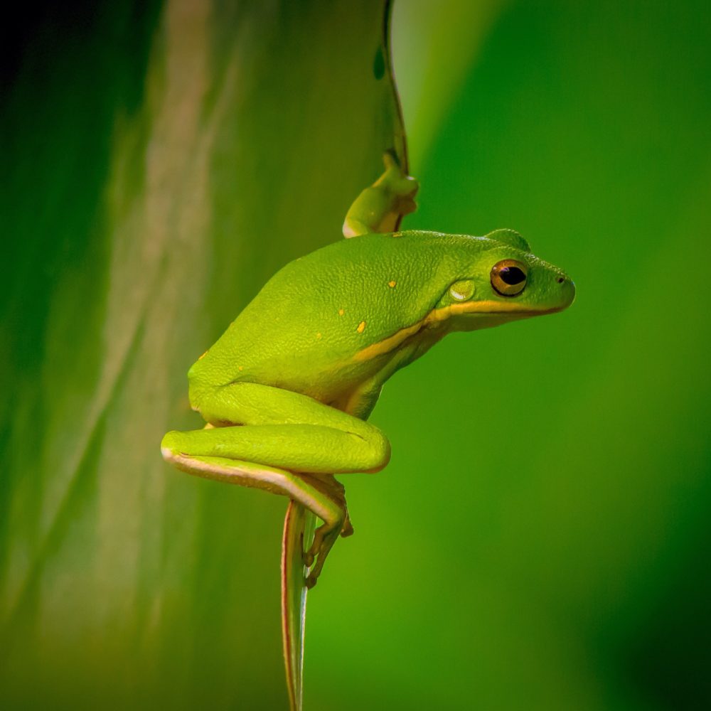 Texas Tree Frog