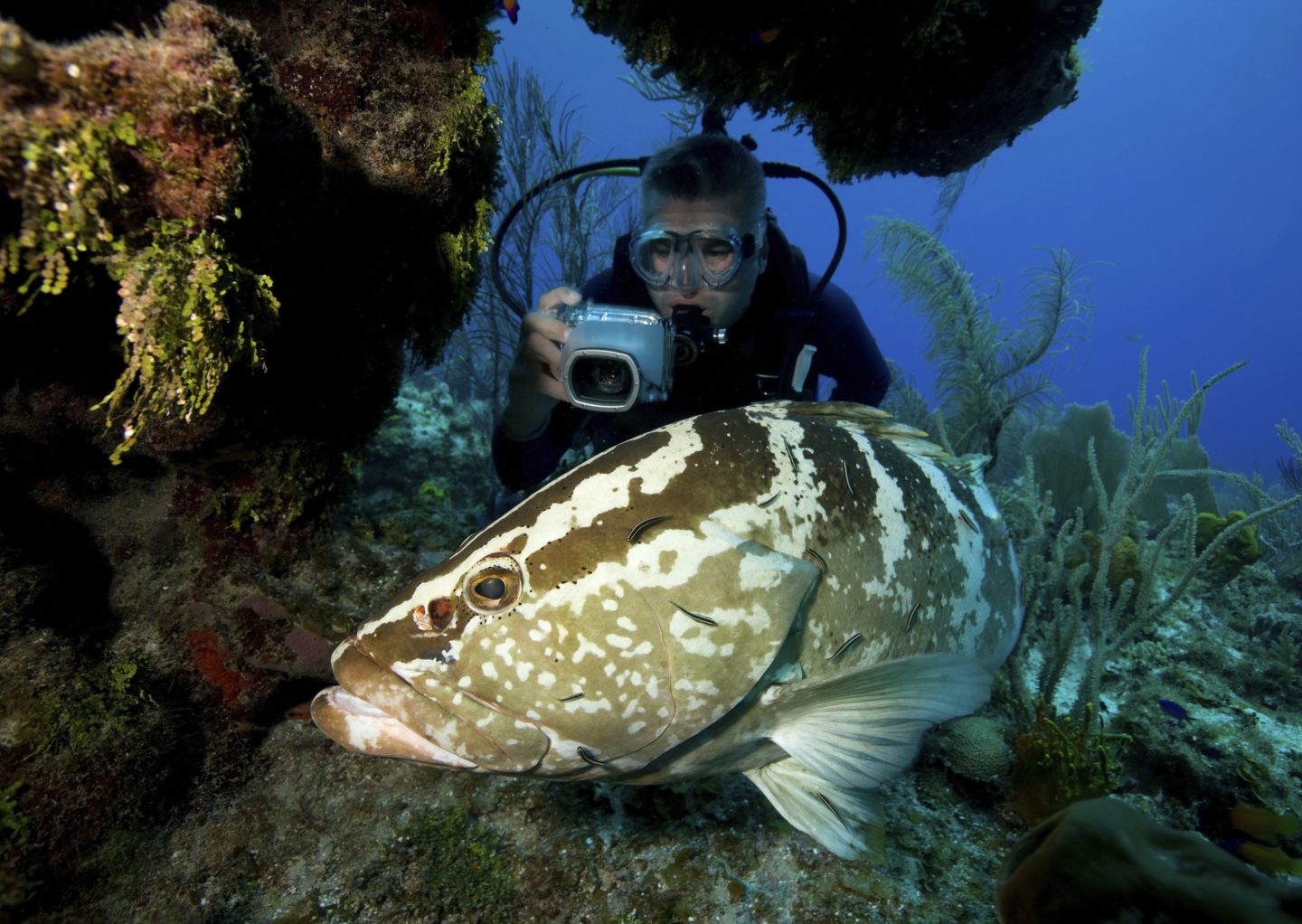 Underwater photographer and Nassau grouper (Epinephelus striatus), Bloody Bay, Little Cayman. The