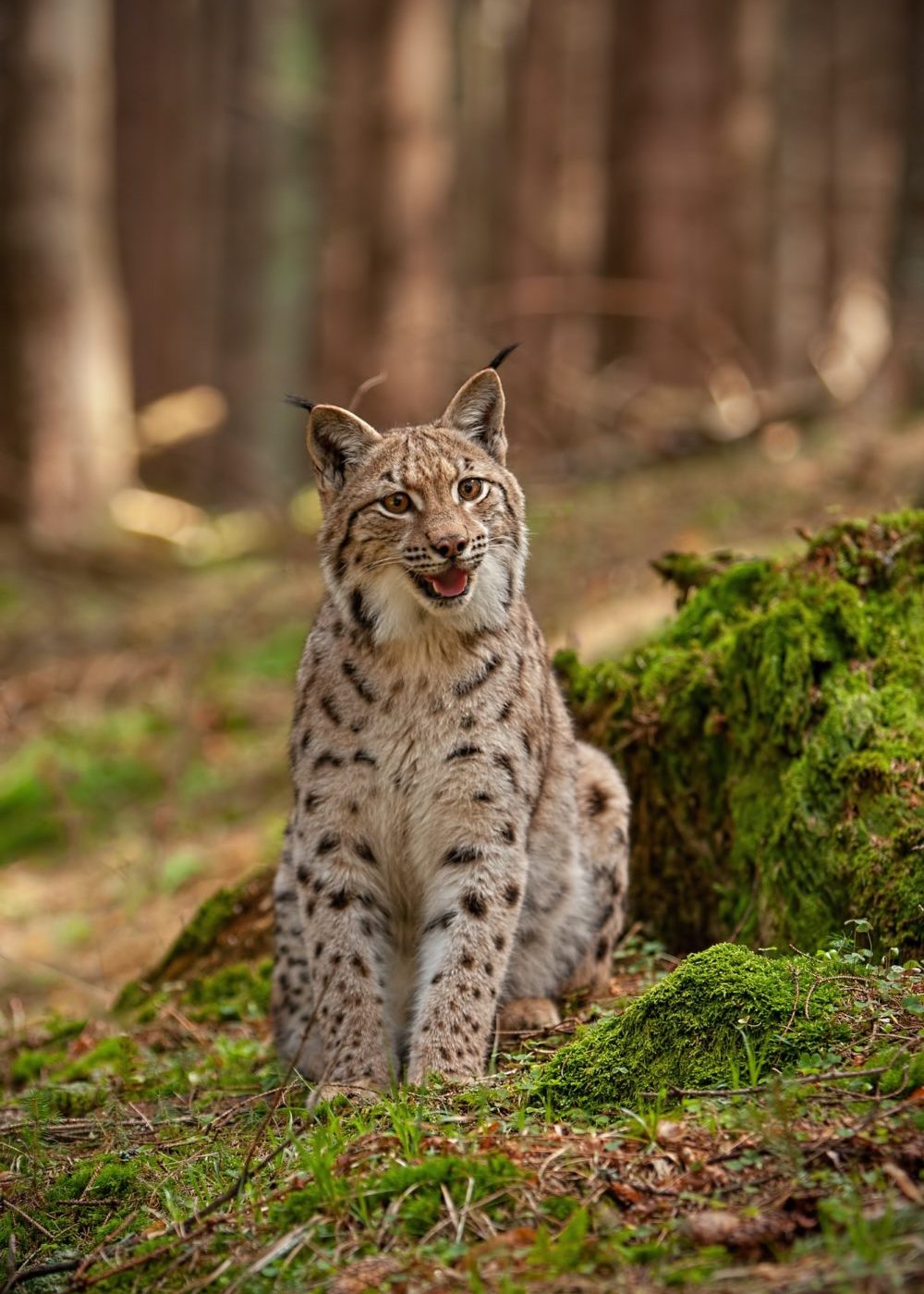 Eursian lynx sitting on rocks covered with green moss with blurred background