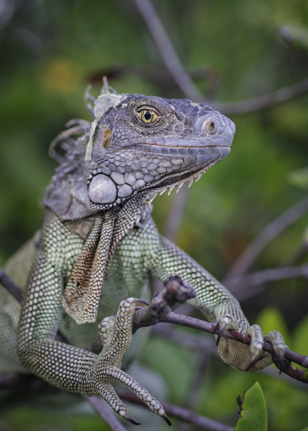 Iguana on branch looking at camera smiling, St. Croix, US Virgin Islands
