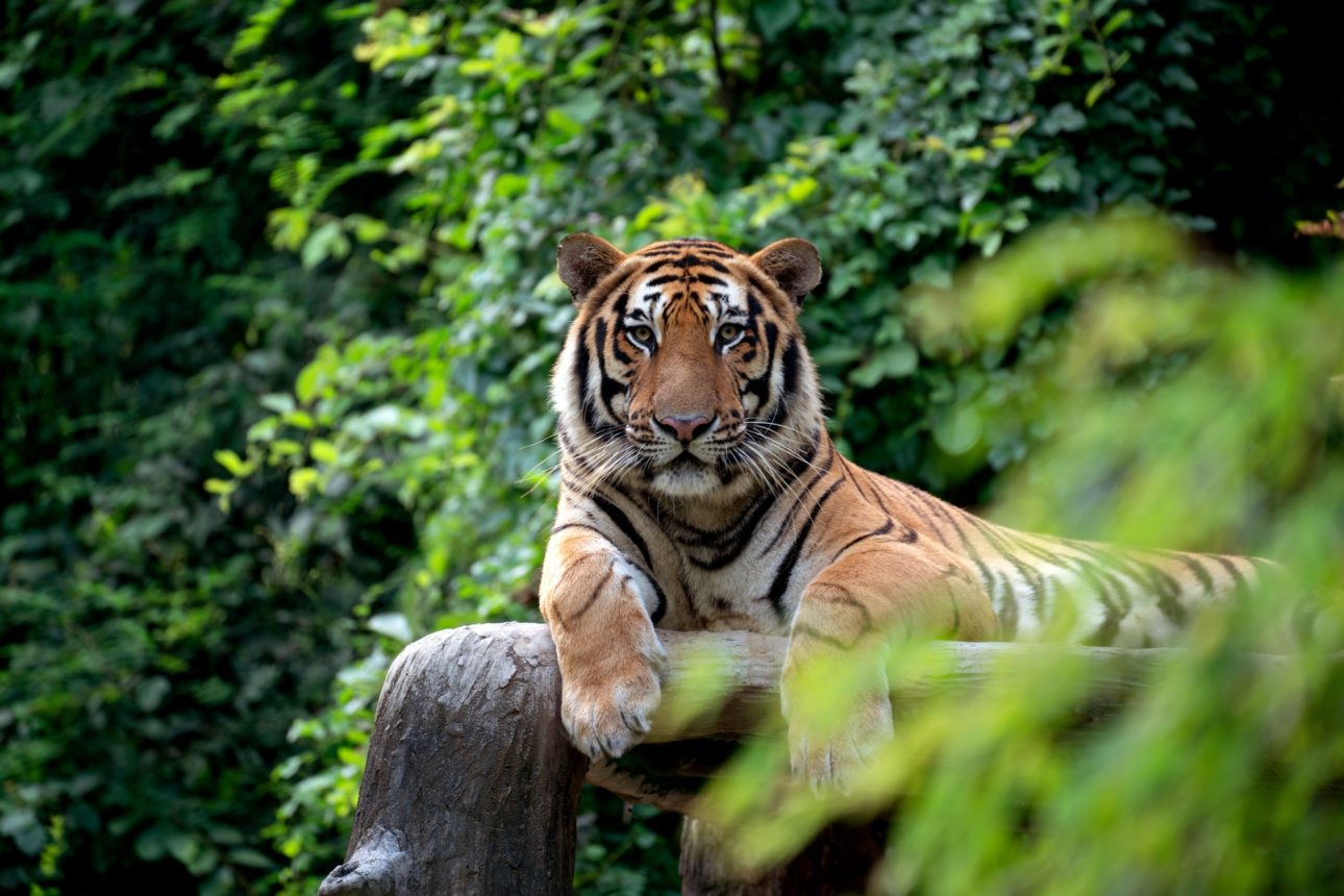 bengal tiger lying down among green bush
