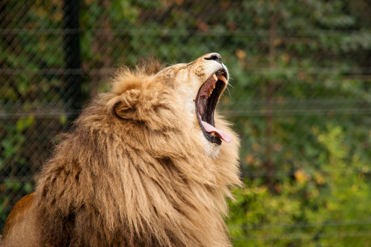 Close-up image of fierce lion roaring. Fangs, wild beast, wild animal.