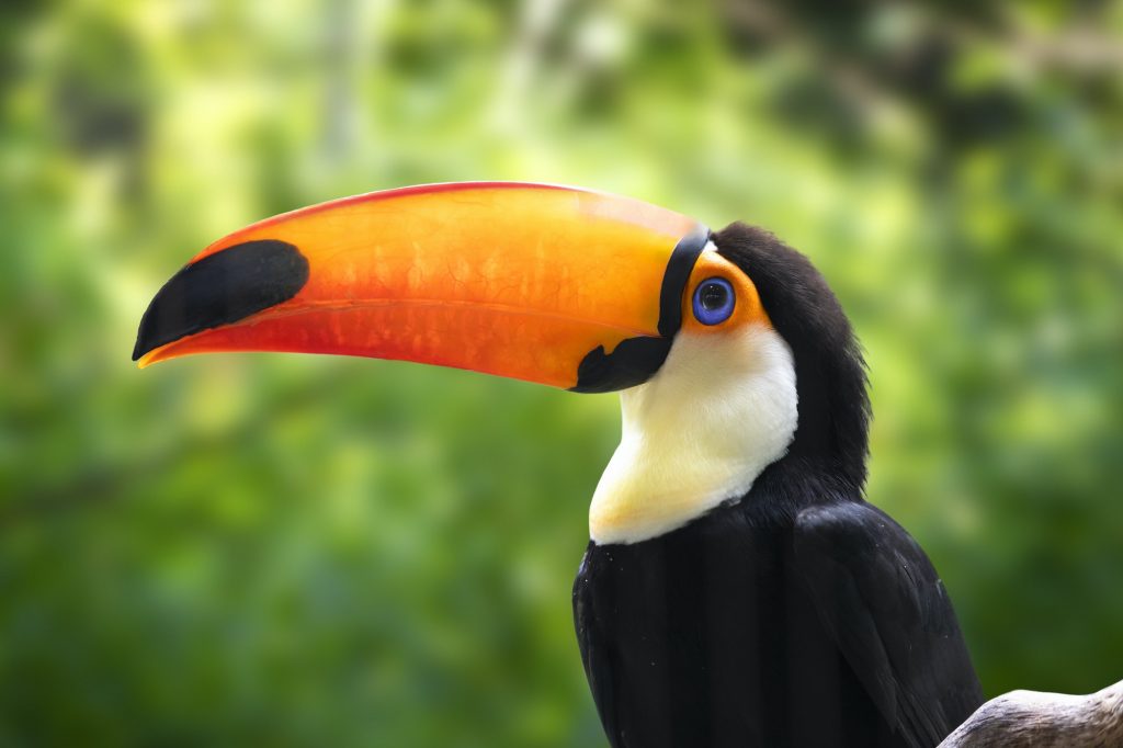 Colorful Toucan Portrait